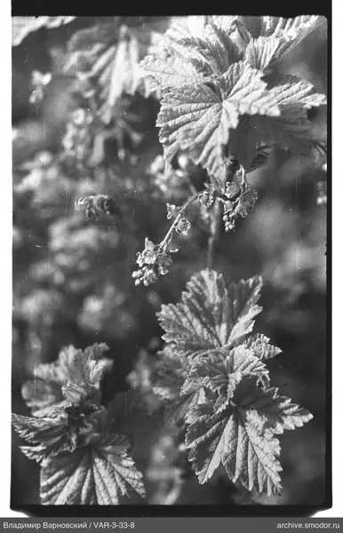 Plant with large leaves and inflorescences