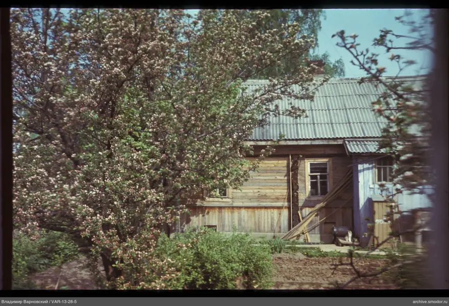 Деревянный дом с цветущим деревом и кошкой