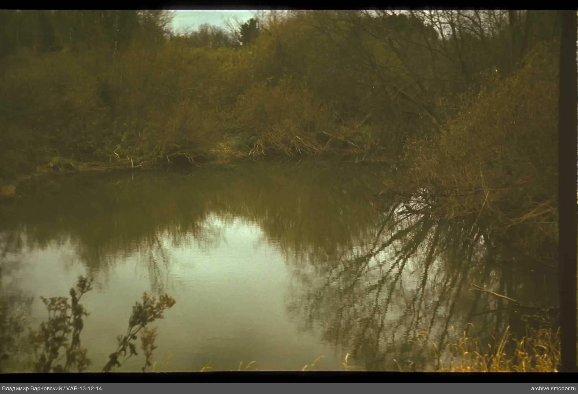Body of water with reflections of trees and shrubs