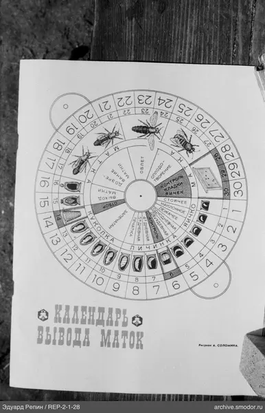 Kreisförmiges Diagramm "Kalender der Königinnenaufzucht"