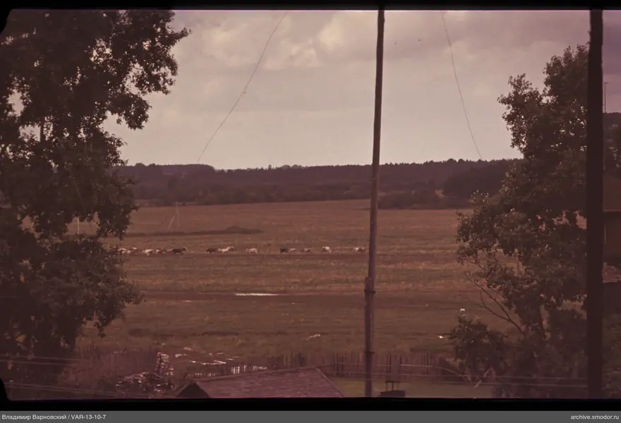 Wooden fence and field with cows