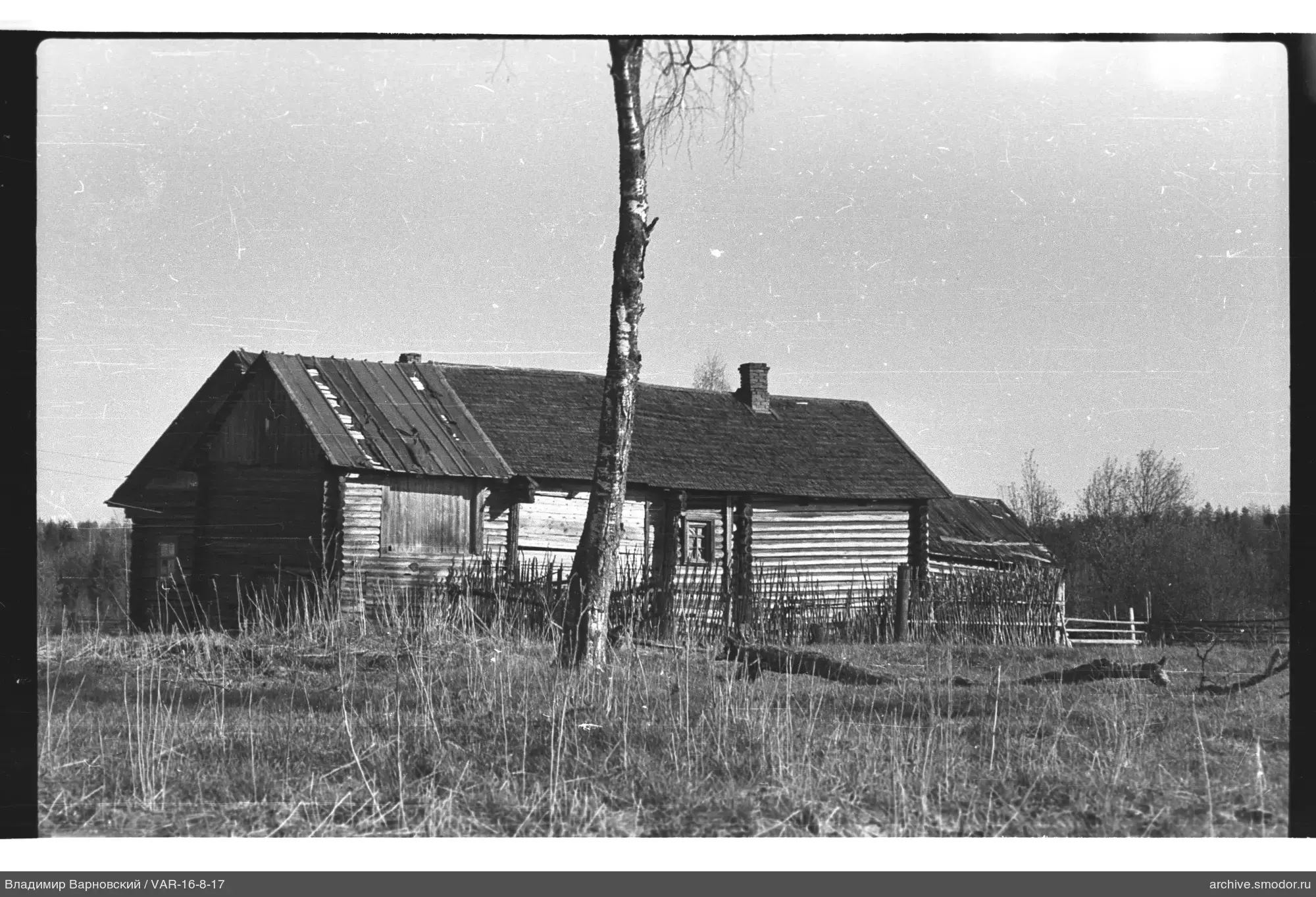 Wooden house with two roofs and a birch tree