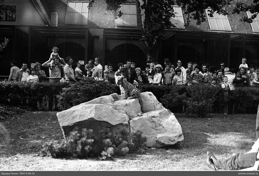 Tigerjunges auf Stein mit Gruppe