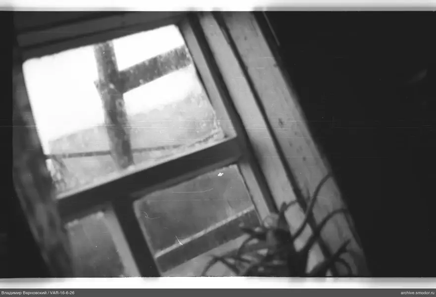 Fenster mit Wassertropfen und Pflanze