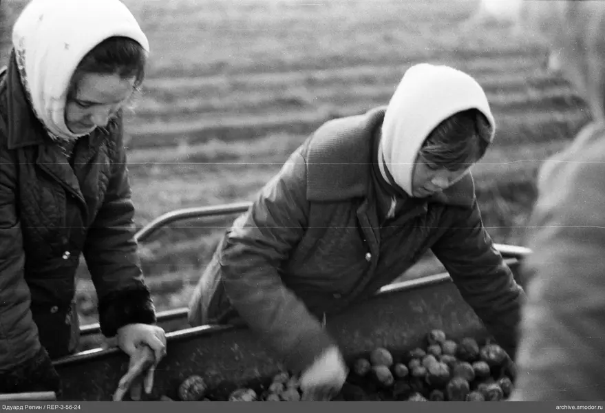 Zwei Frauen beim Kartoffelsortieren