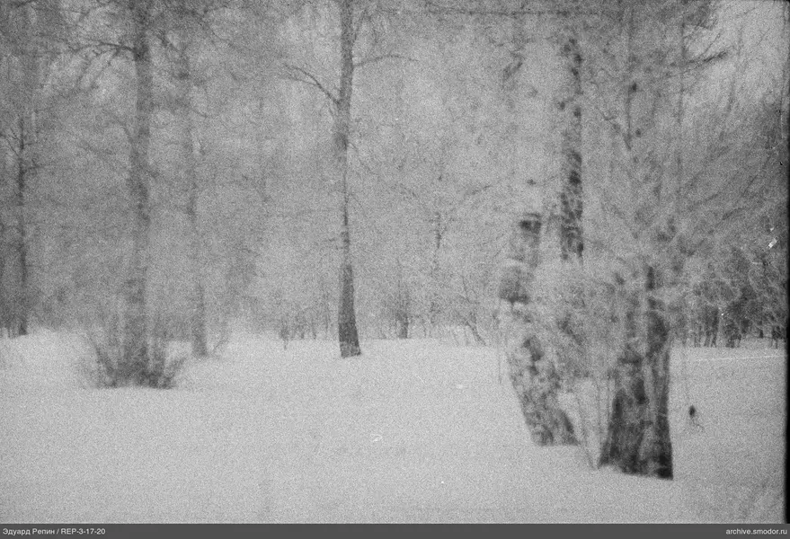 Wald mit kahlen Bäumen und Schnee