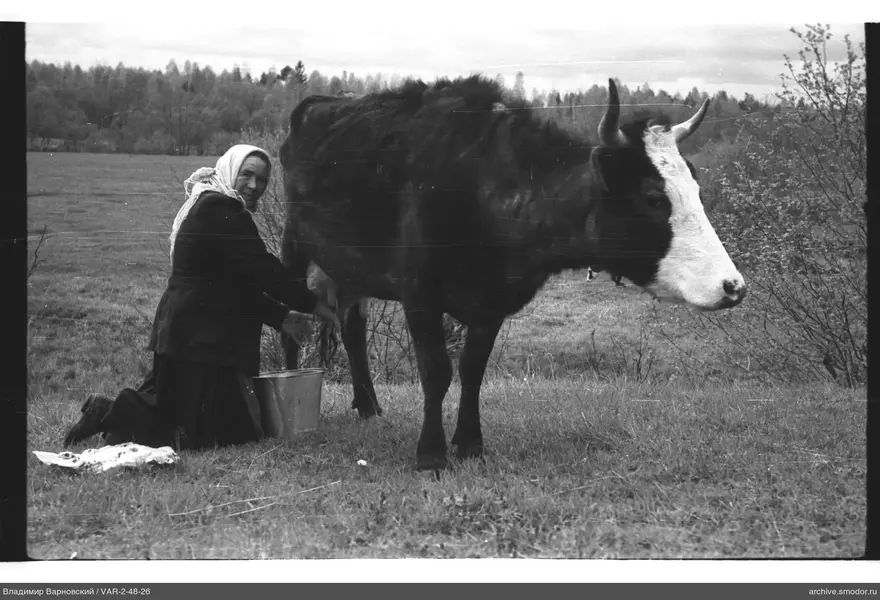 Frau melkt eine Kuh auf dem Gras