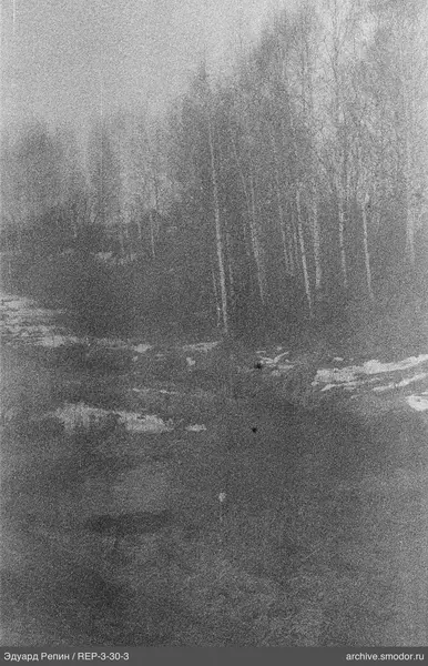 Blick auf Wald mit Wasserreflexionen