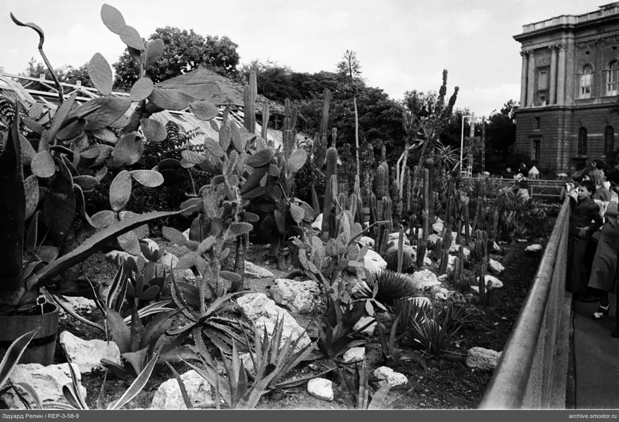 Blumenbeet mit Kakteen und Sukkulenten