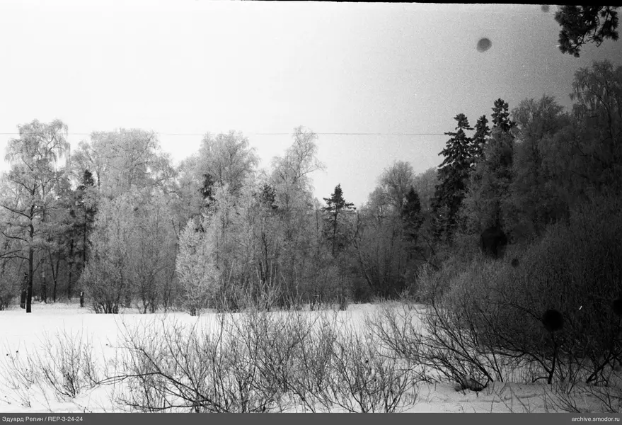 Winterwald mit Bäumen und Sträuchern