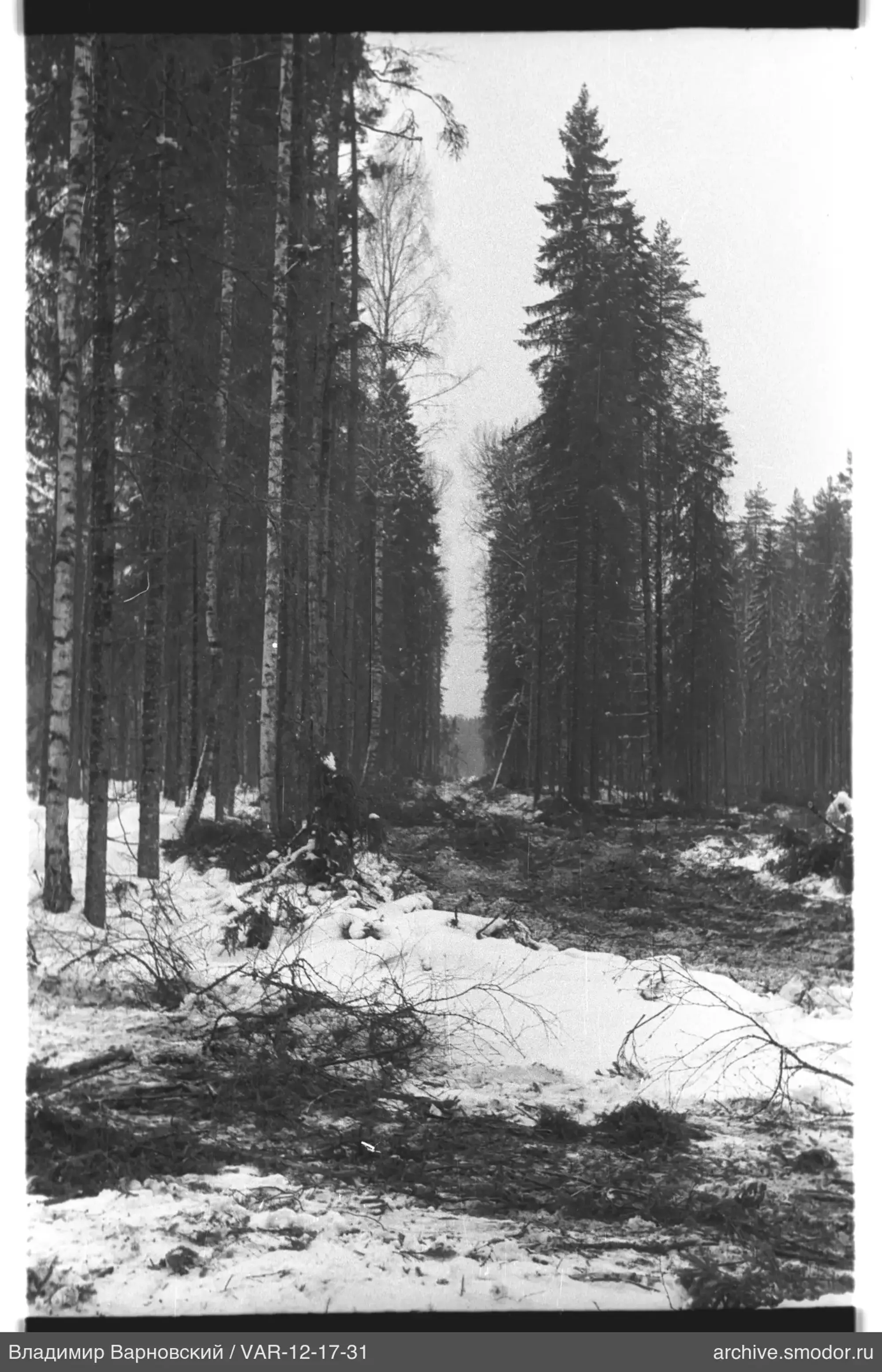 Forest road between trees