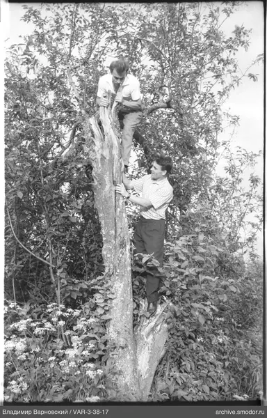 Two men on a tree