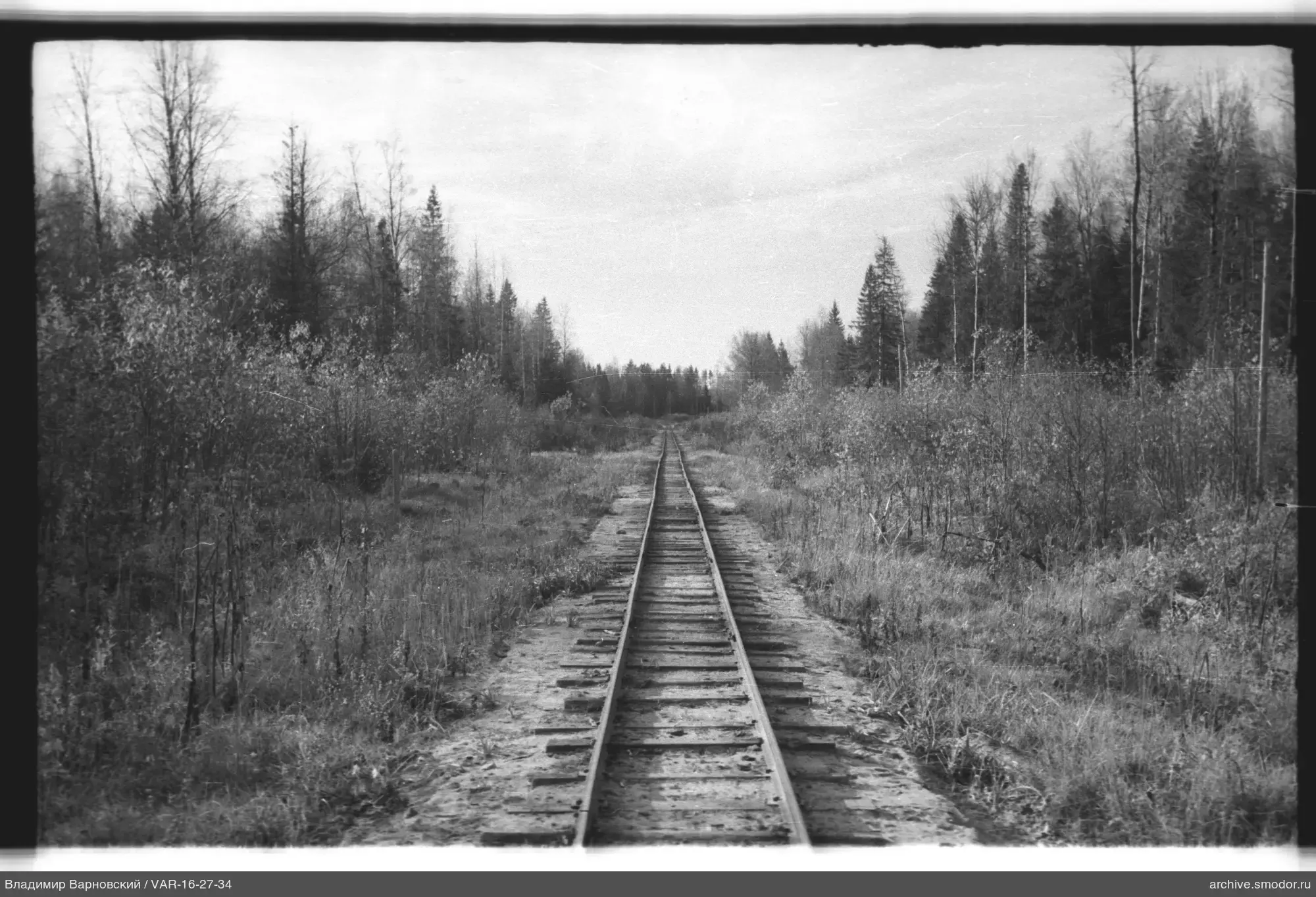 Eisenbahnschienen und Bäume