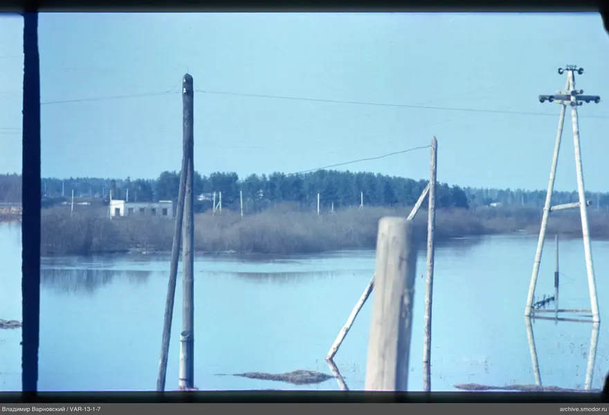 View with wires and forest
