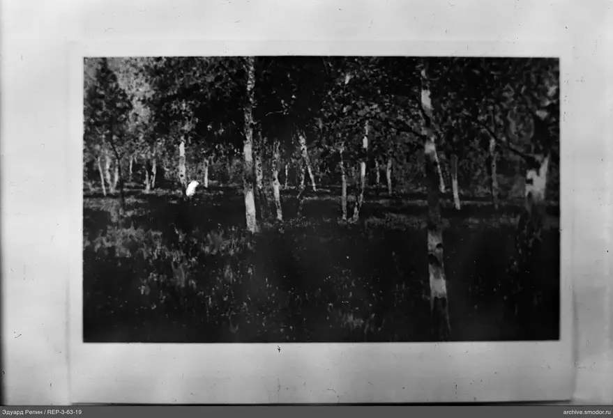 Birkenwald mit Person
