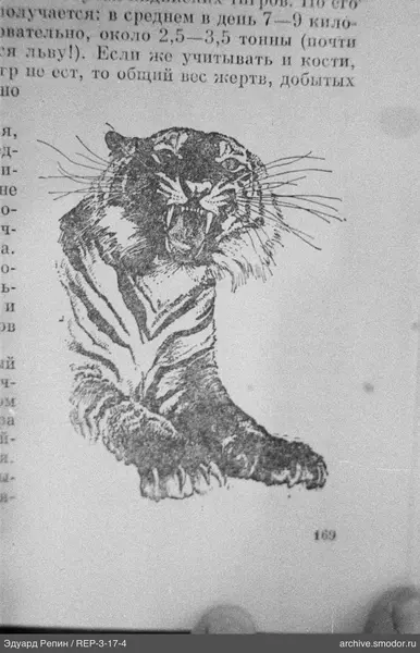 Profilillustration eines Tigers